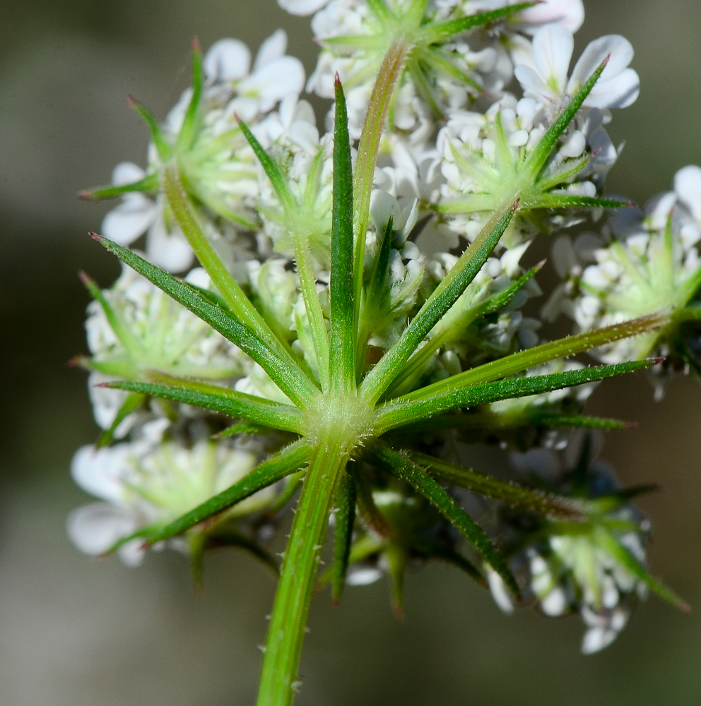 Image of Daucus glaber specimen.