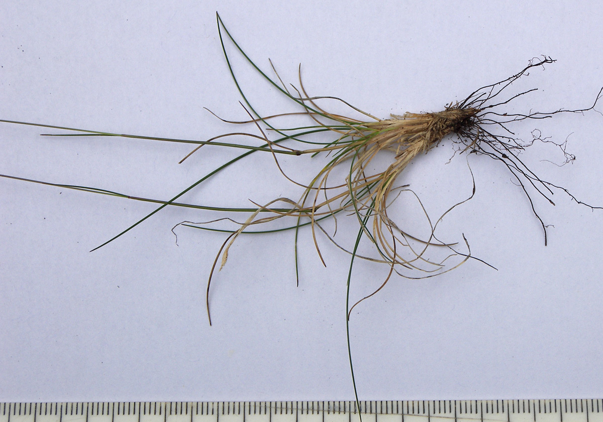 Image of Festuca ruprechtii specimen.