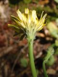 Hypochaeris radicata. Верхушка побега с соцветием. Украина, Львовская обл., Дрогобычский р-н, г. Трускавец, Помярки, лес. 11.06.2014.