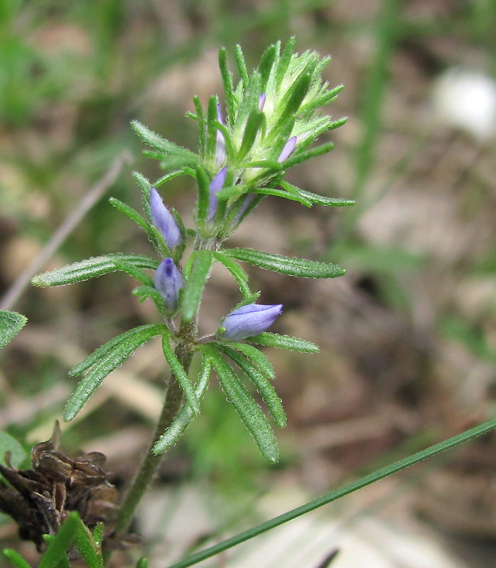 Image of Veronica multifida specimen.