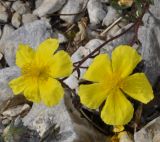 Helianthemum alpestre