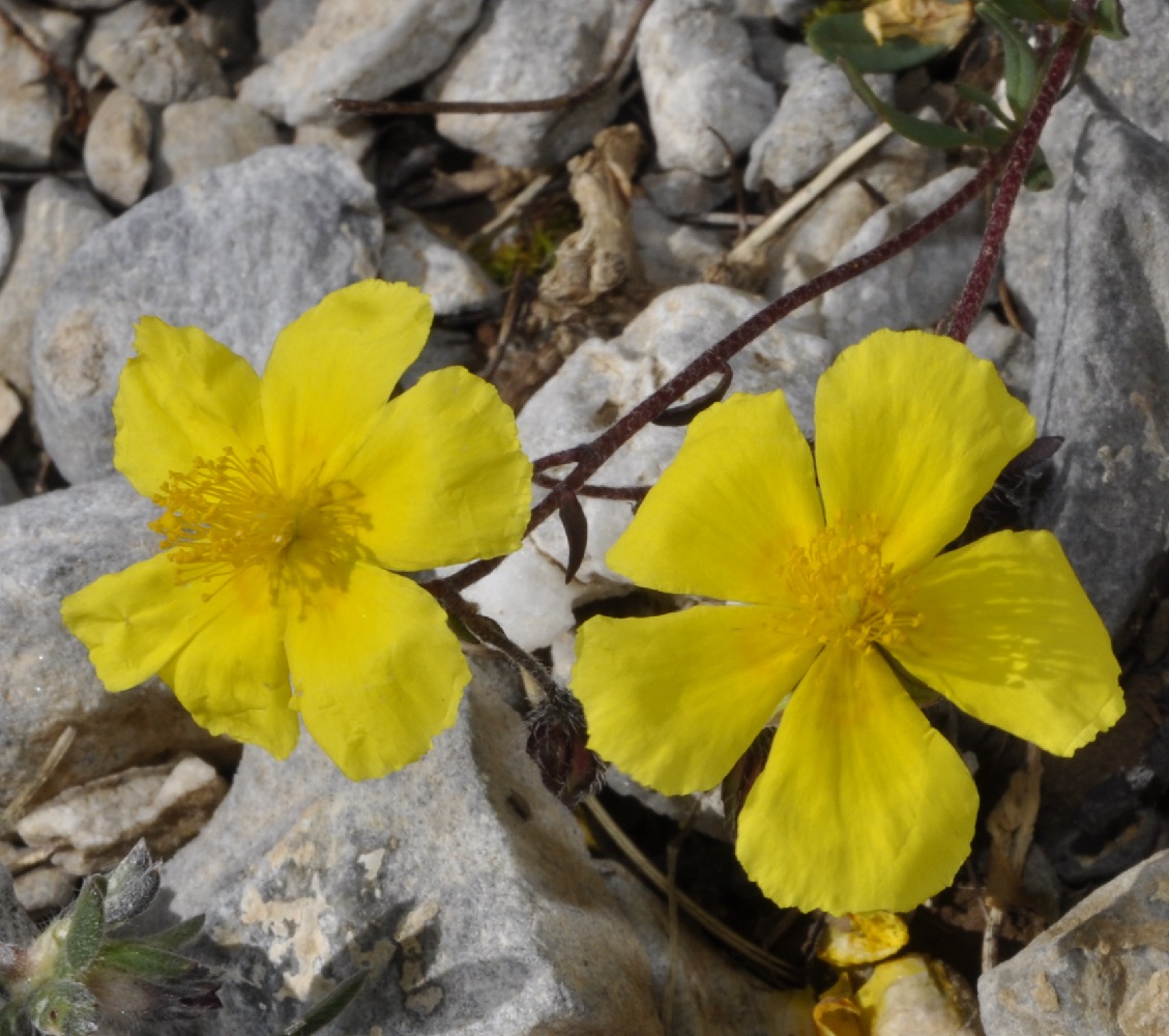 Изображение особи Helianthemum alpestre.