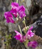 Antirrhinum majus