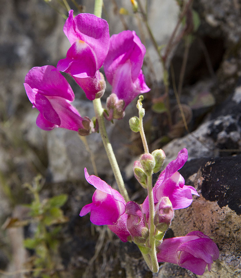 Изображение особи Antirrhinum majus.