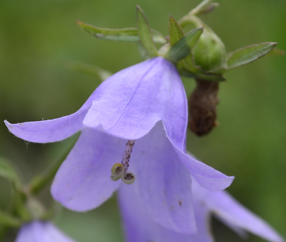Image of Campanula rapunculoides specimen.