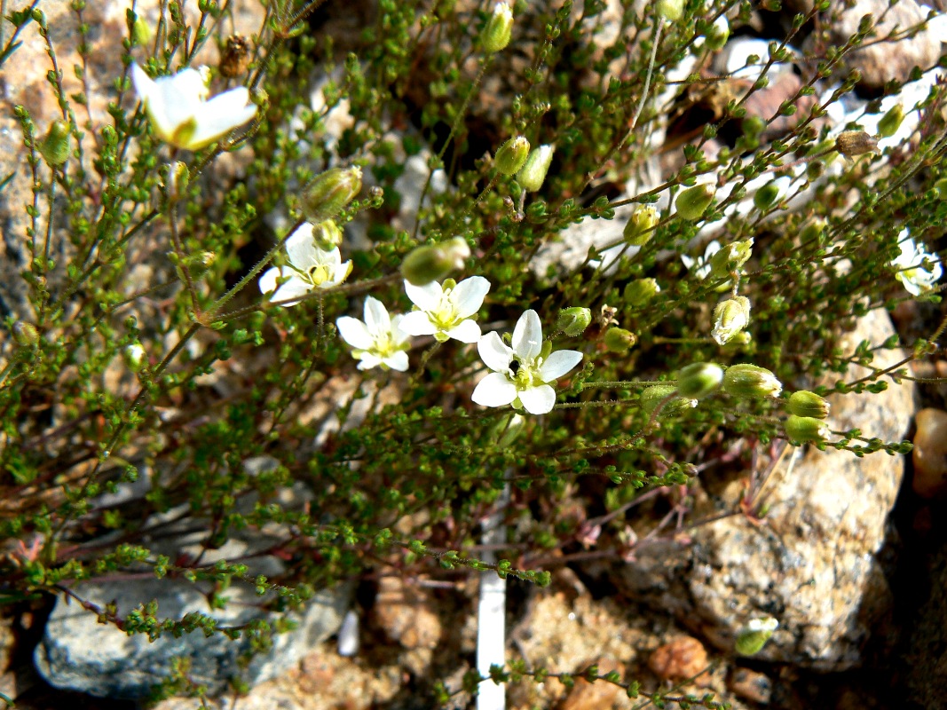 Image of Sagina nodosa specimen.