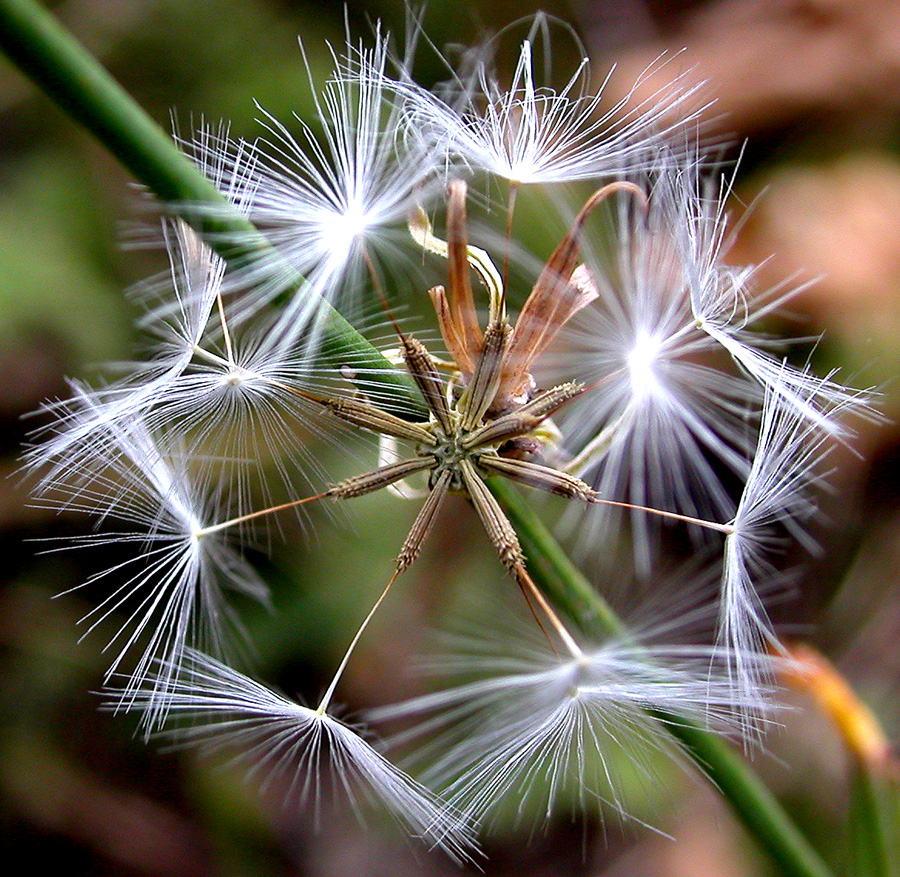 Изображение особи Chondrilla juncea.