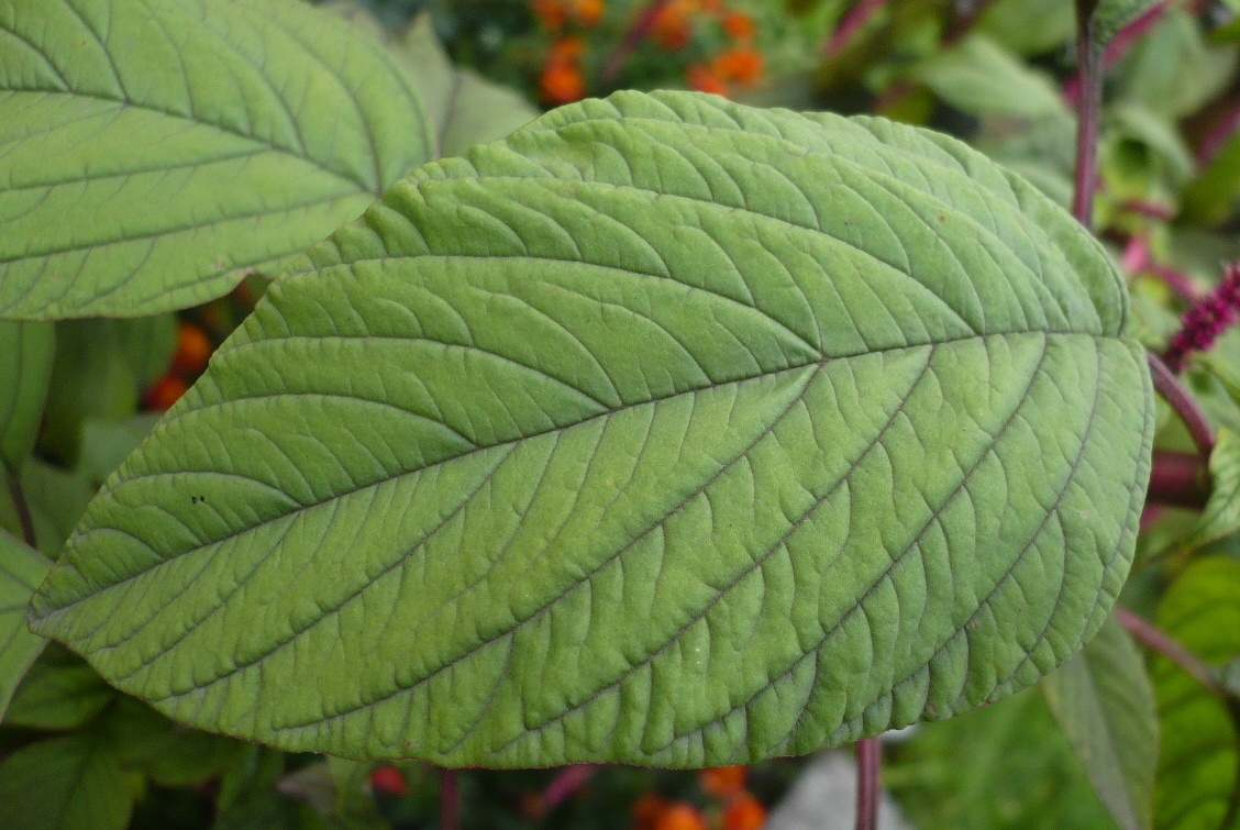 Image of Amaranthus caudatus specimen.