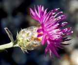 Centaurea novorossica