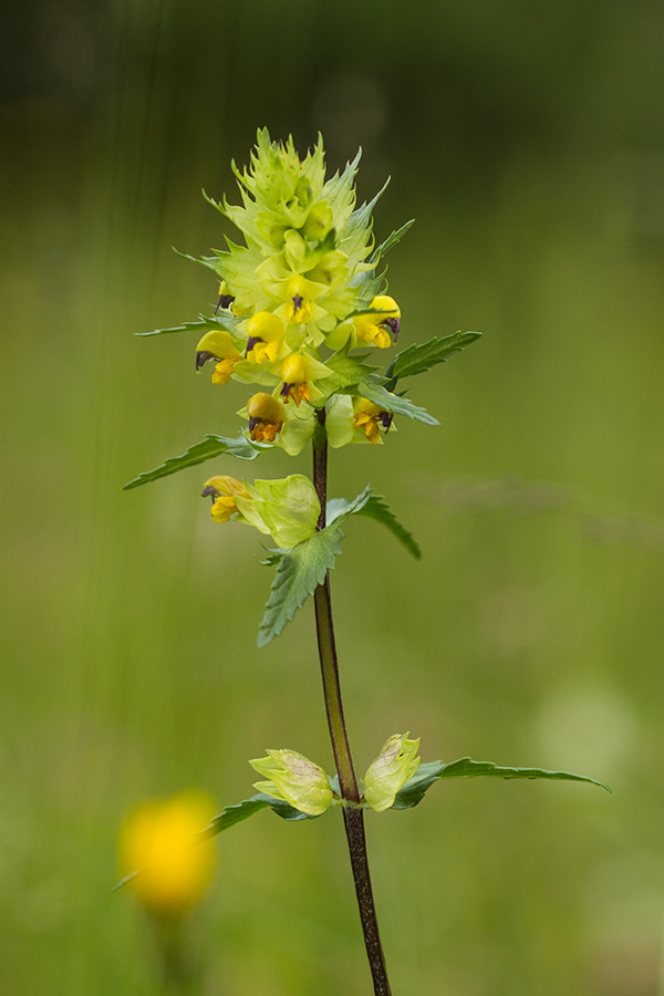 Image of genus Rhinanthus specimen.