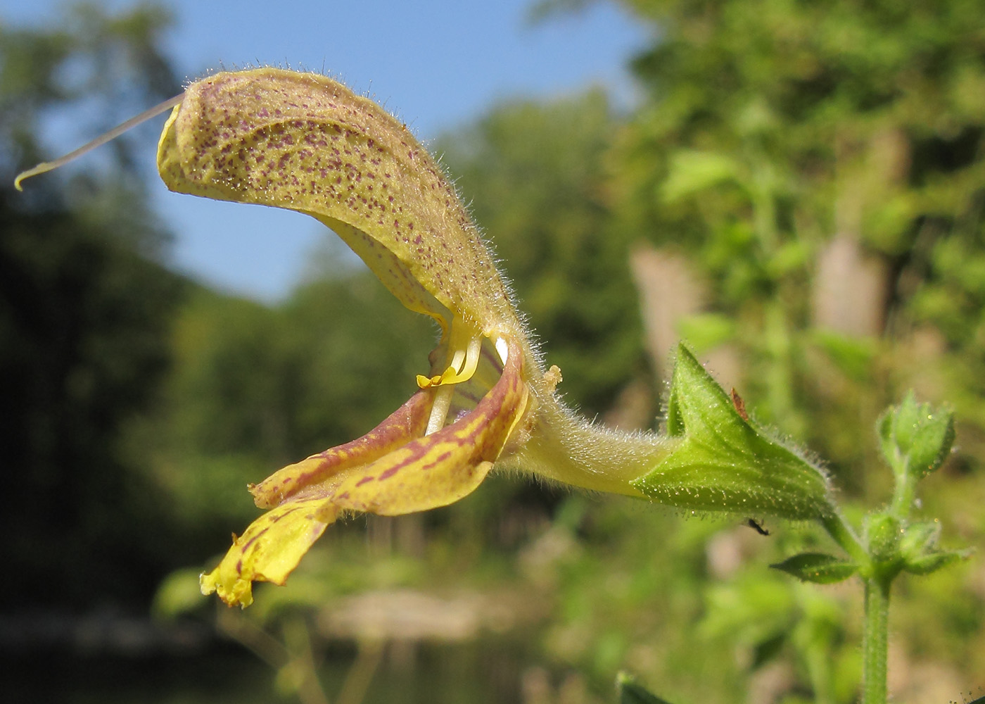 Изображение особи Salvia glutinosa.