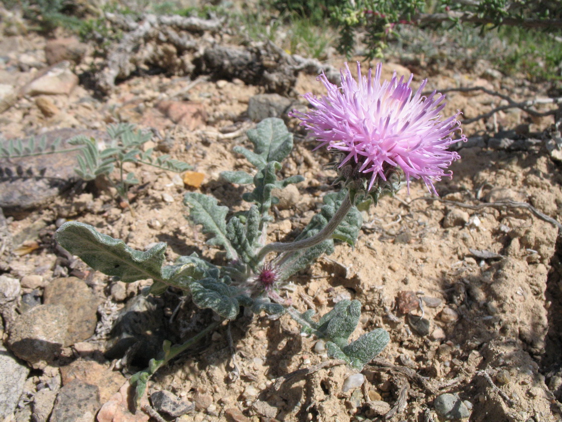 Image of Jurinea dshungarica specimen.