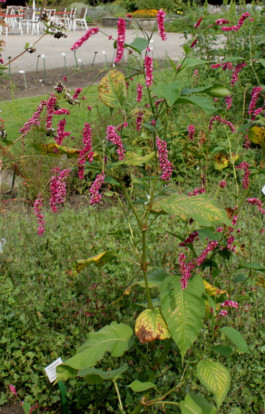 Image of Persicaria orientalis specimen.