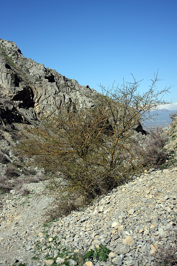 Image of Crataegus turkestanica specimen.