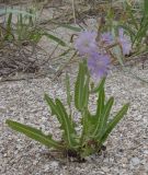 Lactuca tatarica