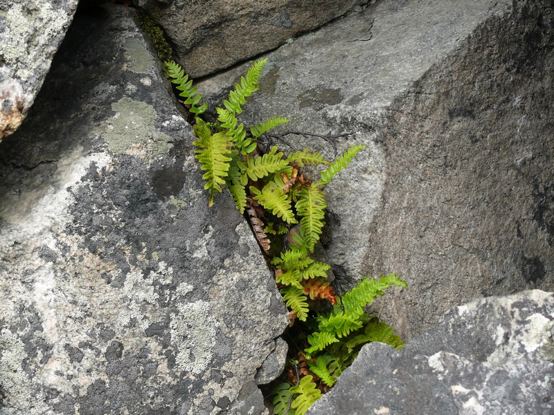 Image of Polypodium vulgare specimen.