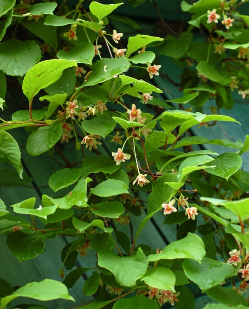 Изображение особи Schisandra chinensis.