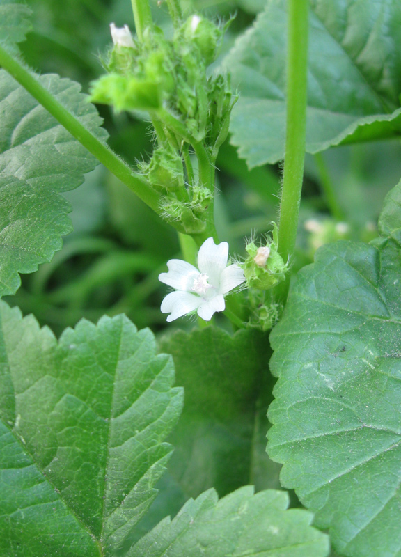 Image of Malva pusilla specimen.