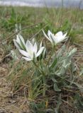 Ornithogalum navaschinii