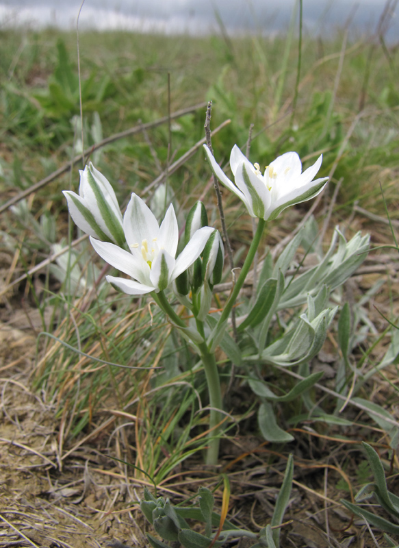 Изображение особи Ornithogalum navaschinii.