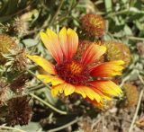 Gaillardia &times; grandiflora