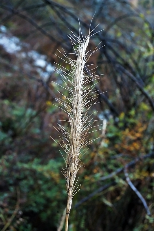 Image of Elymus excelsus specimen.