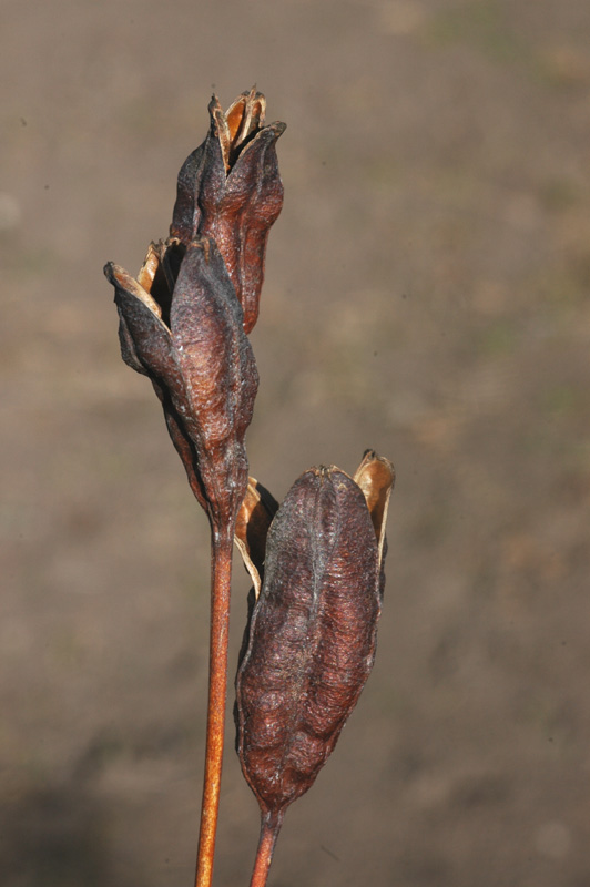 Image of Iris sibirica specimen.