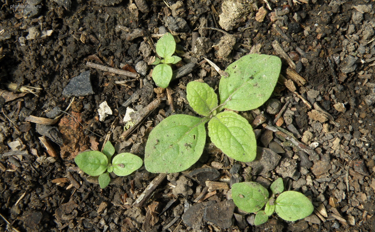 Изображение особи Verbascum thapsus.