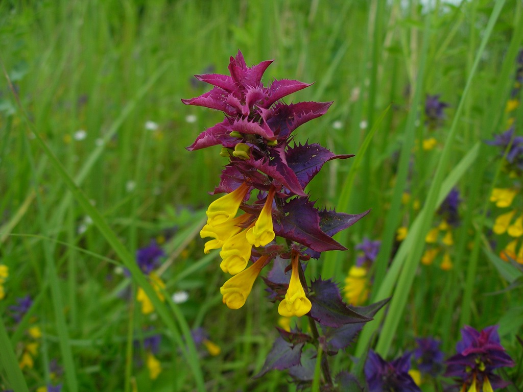 Изображение особи Melampyrum nemorosum.