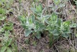 Nepeta parviflora