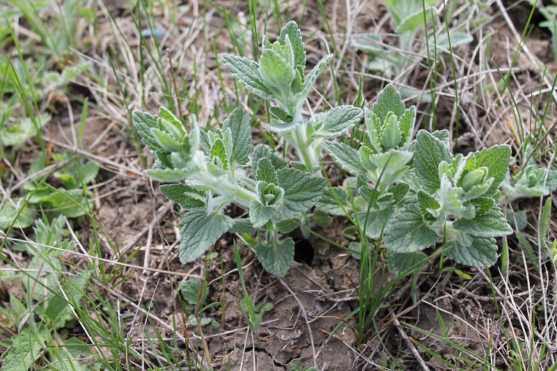 Image of Nepeta parviflora specimen.