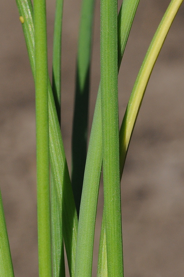 Изображение особи Allium sairamense.