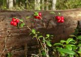 Vaccinium vitis-idaea. Плодоносящее растение. Новгородская обл., Боровичский р-н, западнее г. Боровичи, сосновый лес. 15.08.2015.