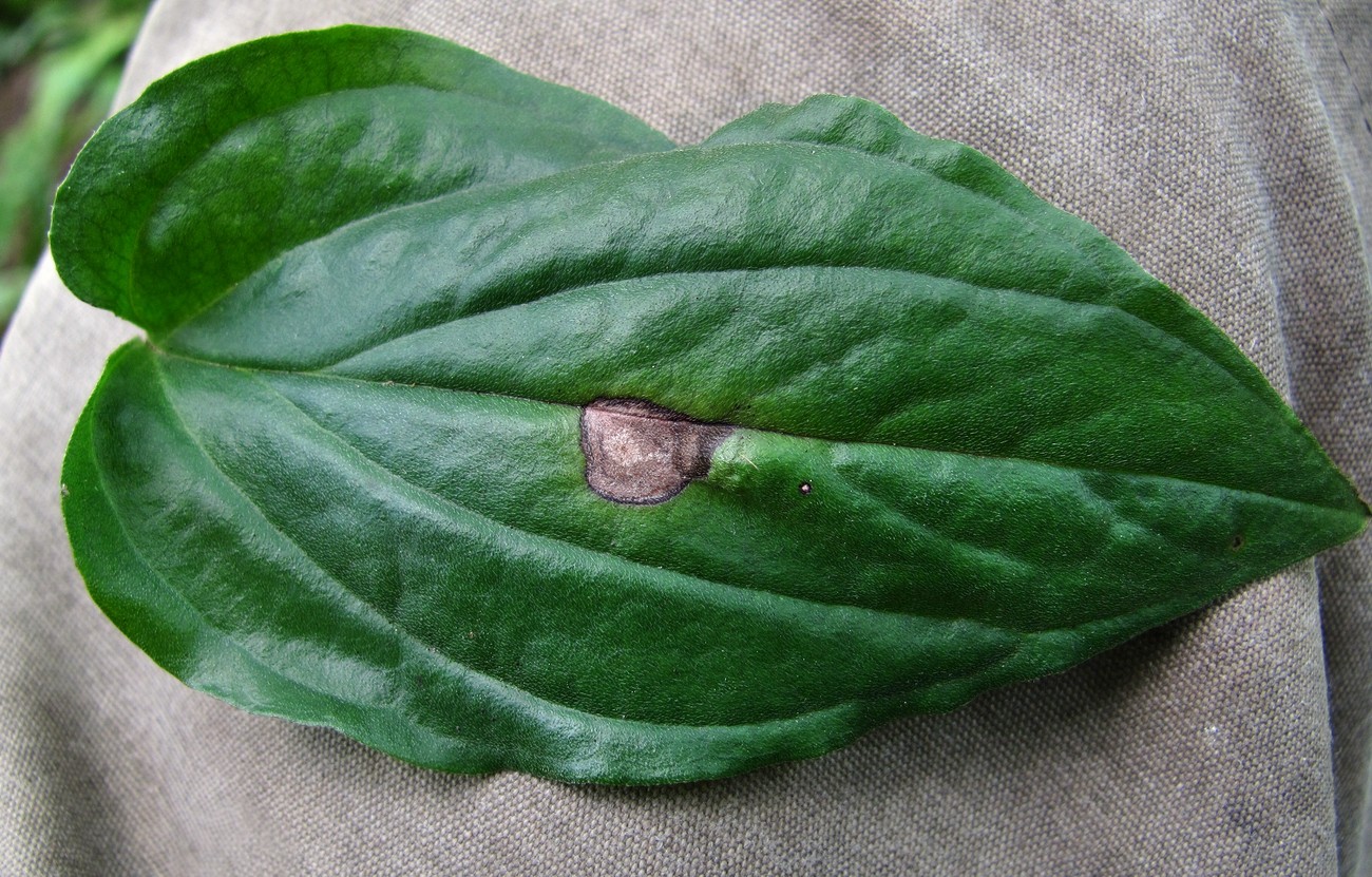Image of Omphalodes cappadocica specimen.