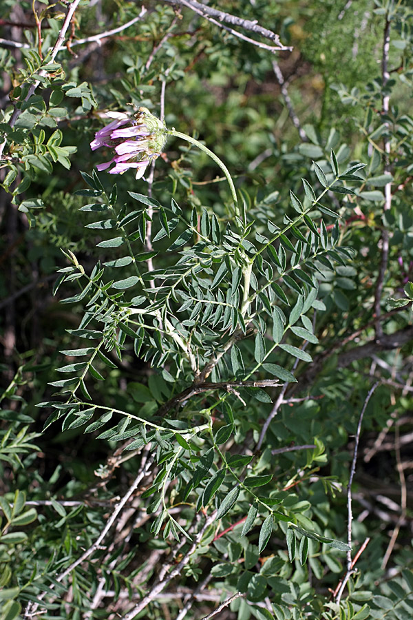 Изображение особи Astragalus ugamicus.