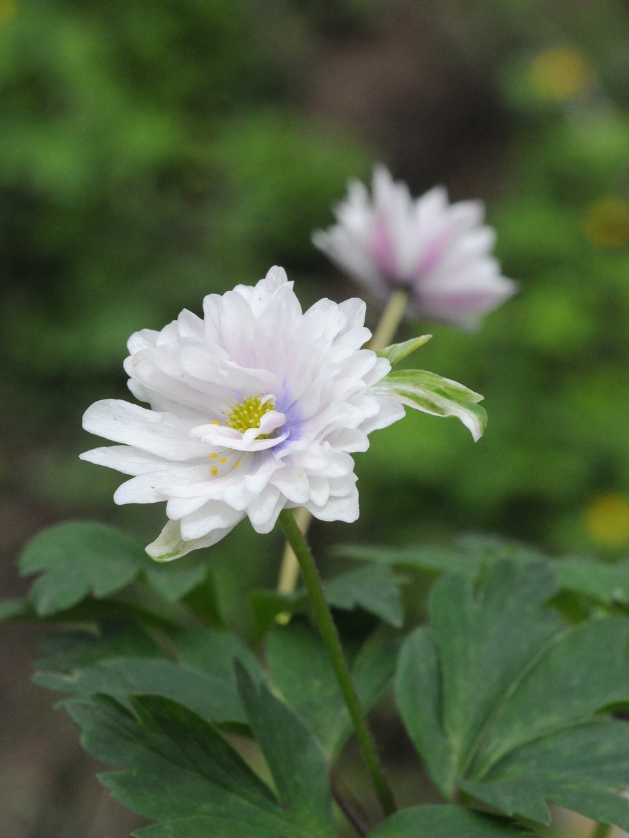 Image of Anemone nemorosa specimen.