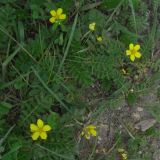 Potentilla anserina