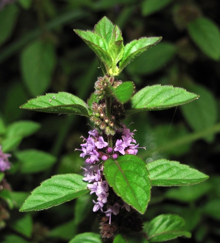 Image of Mentha arvensis specimen.