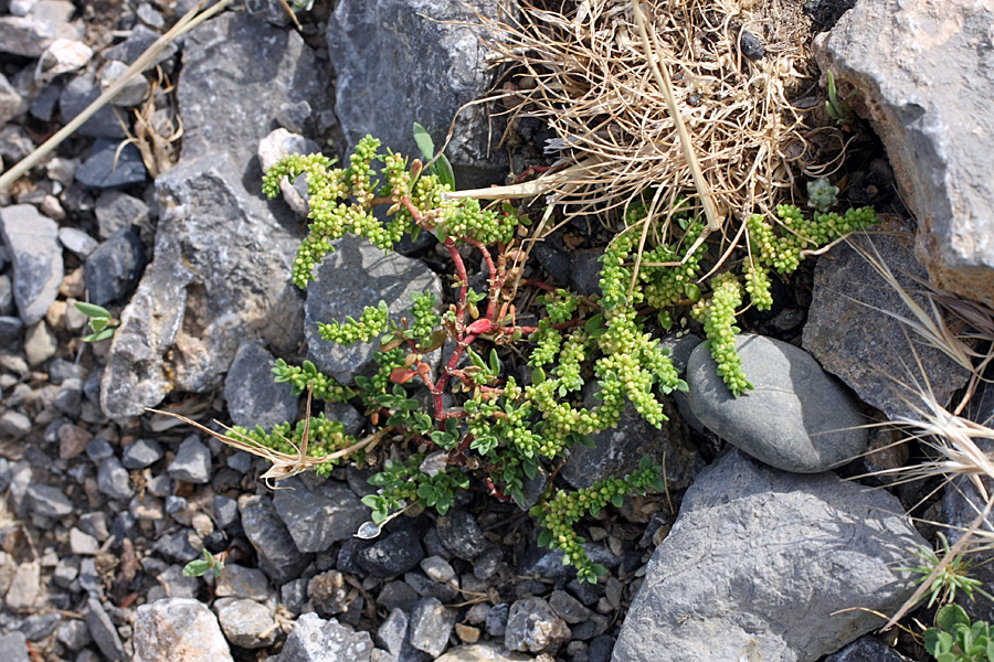 Грыжник (Herniaria) цветет. Растения для каменистой почвы. Каменистая почва. Каменистая почва с травой.