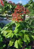 Clerodendrum paniculatum