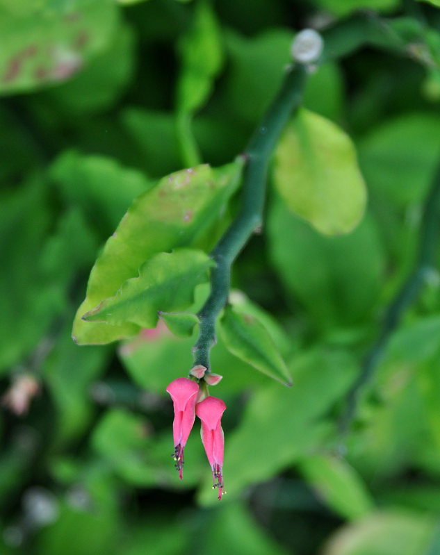 Изображение особи Euphorbia tithymaloides.