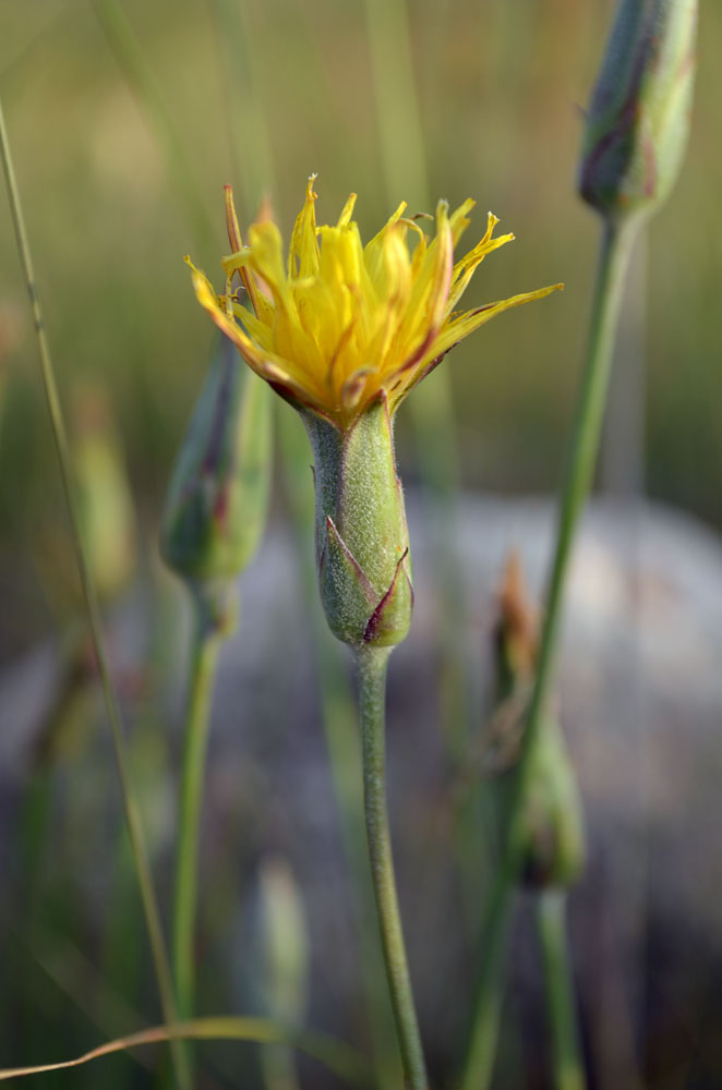 Image of Scorzonera pubescens specimen.