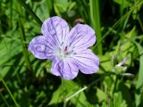 Geranium yesoense