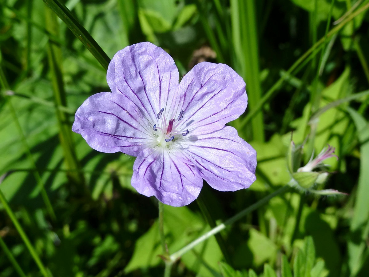 Image of Geranium yesoense specimen.