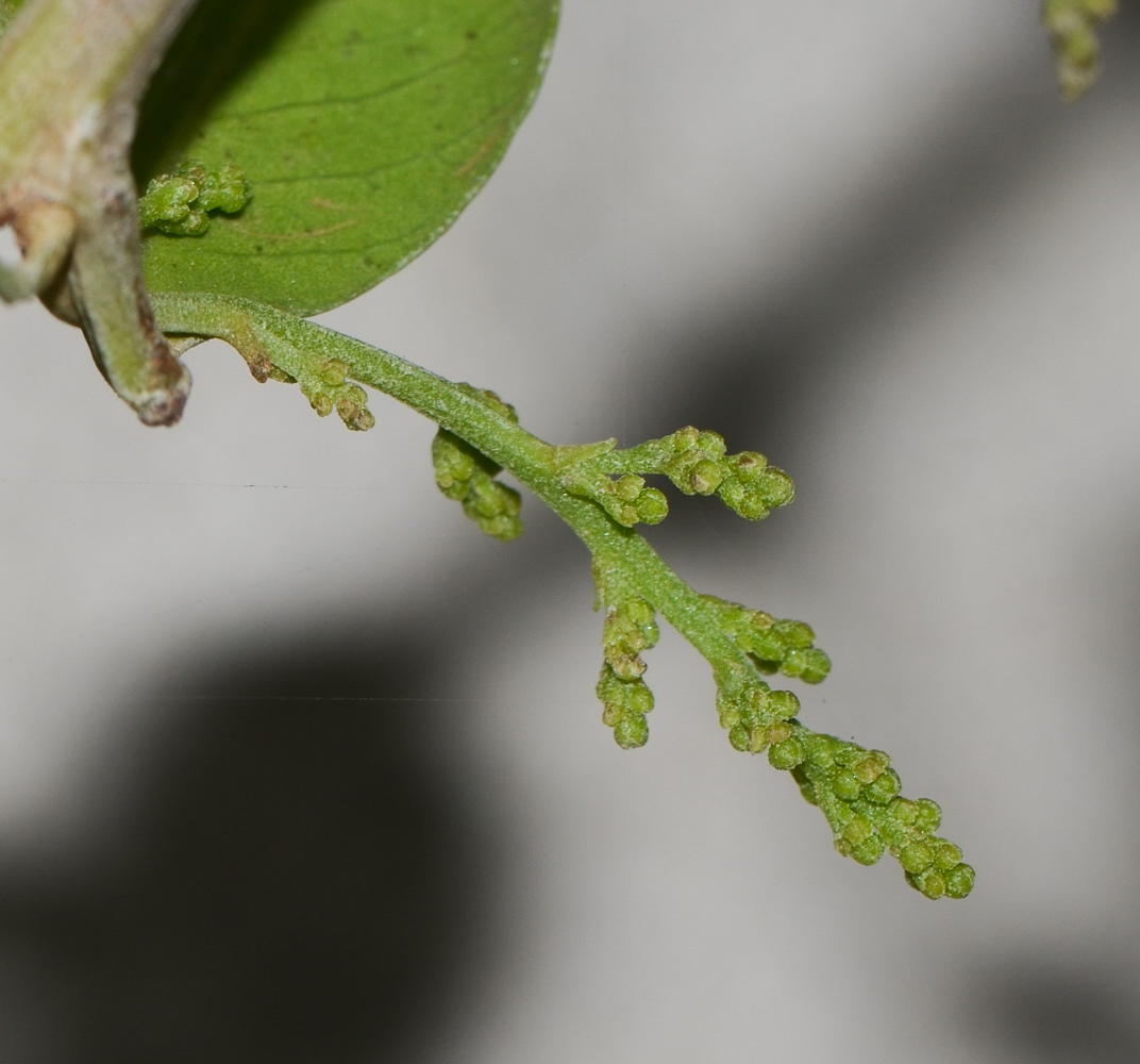 Изображение особи Rhus laevigata.