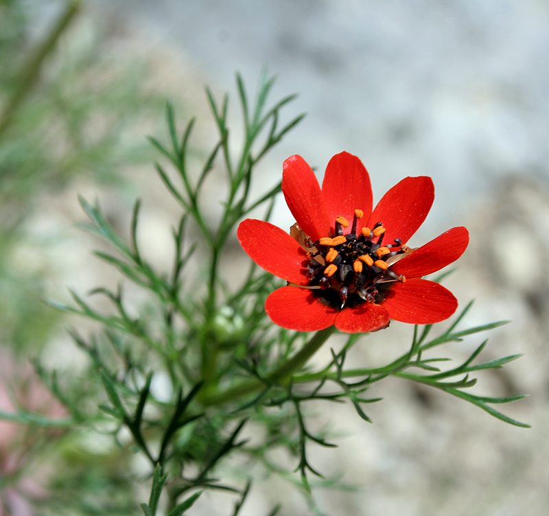 Изображение особи Adonis flammea.