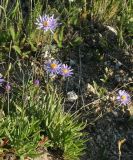 Aster serpentimontanus. Часть расцветающих и цветущих растений. Восточно-Казахстанская обл., г. Риддер, окр. Малоульбинского вдхр., сопка. 29.07.2008.