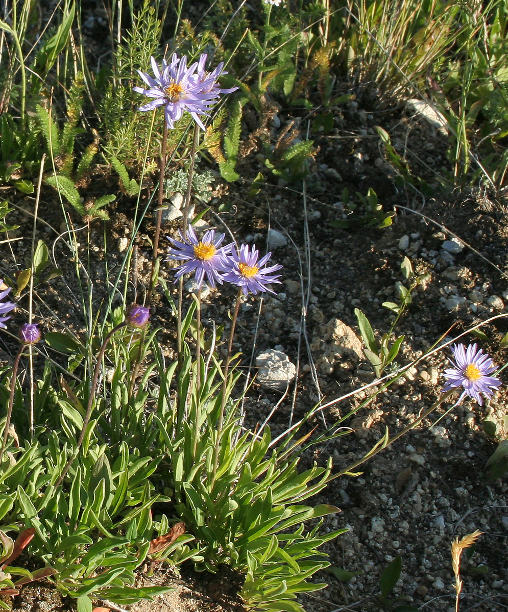 Изображение особи Aster serpentimontanus.