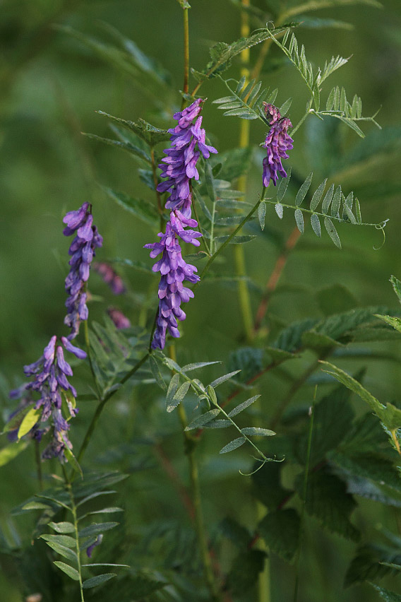 Изображение особи Vicia cracca.