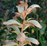 Acanthus mollis